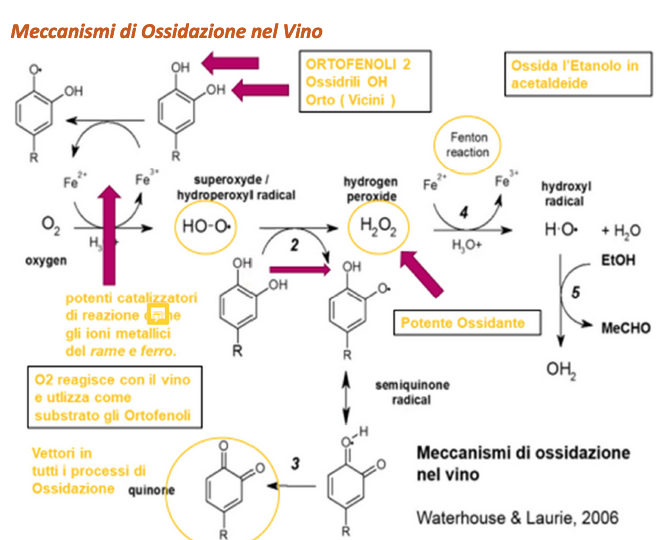 Ossidazione nel vino