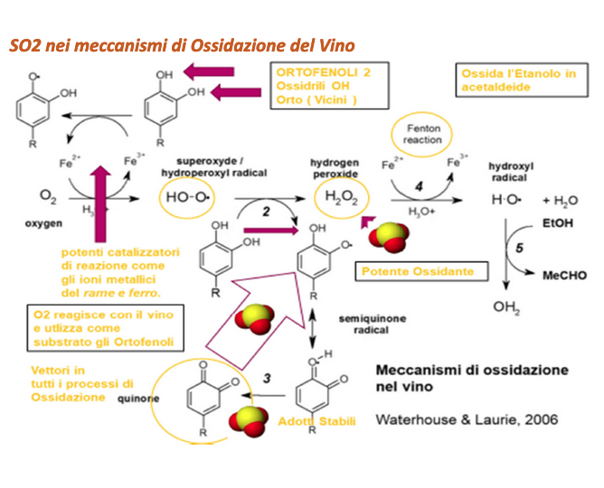 Ossidazione nel vino